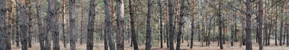 Сосновый бор снт Гагаринец