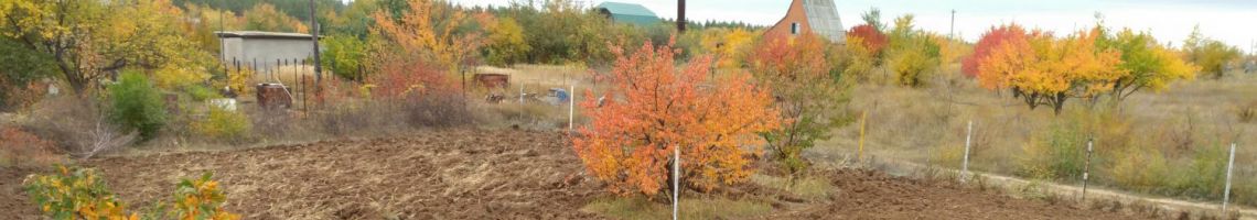 Дачный участок осень